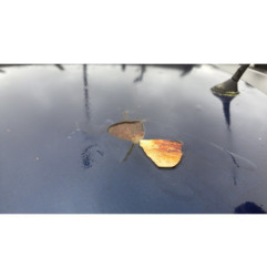 Porte avant droit RENAULT CLIO 2