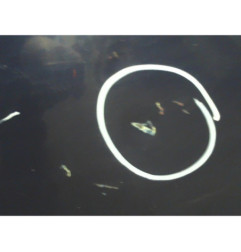 Porte avant droit ROVER 75