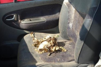 Capot RENAULT SCENIC 1