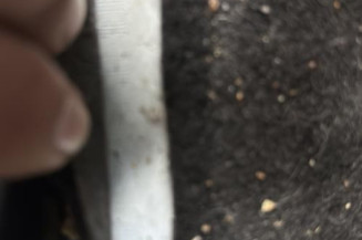 Ceinture avant gauche RENAULT TWINGO 2