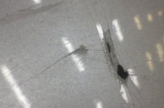 Pare choc arriere FIAT PUNTO 2