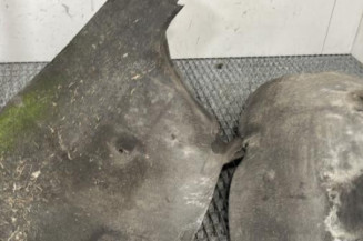 Pare boue avant droit CITROEN C5 2