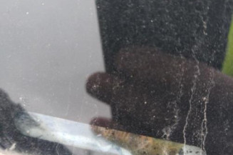 Pare boue avant droit RENAULT SCENIC 2