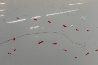 Capot TOYOTA LAND CRUISER