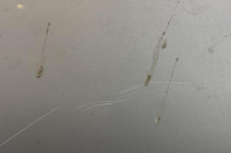 Capot MERCEDES CLASSE C 203 COUPE SPORT