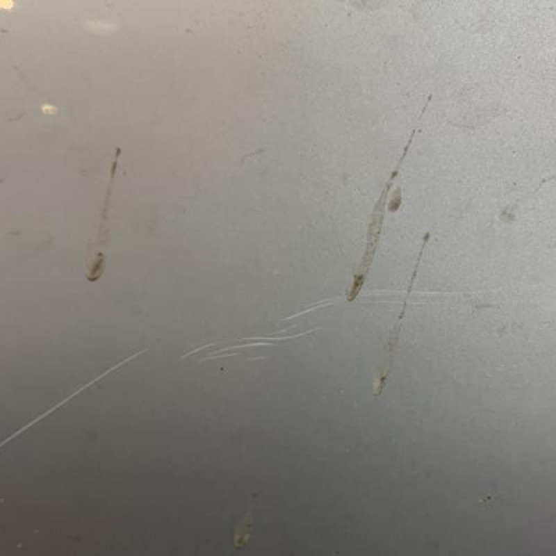 Capot MERCEDES CLASSE C 203 COUPE SPORT Photo n°5