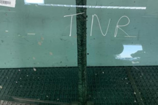 Vitre arriere droit PEUGEOT 307 Photo n°1