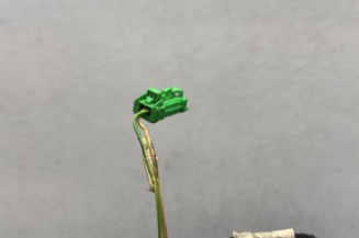 Retroviseur droit CITROEN C4 1