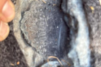 Feu arriere principal droit (feux) FIAT STILO