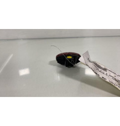 Bouton de warning PEUGEOT 206